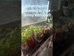 It’s Almost GO Time! 🌱🔥 My Windows Are FULL of Life!   #peppers #tomatoes #flowers  #gardeningtips