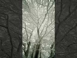 Nature video in 4K Ultra-HD
