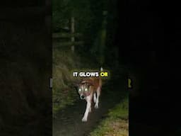 The different colors of a dog’s eyes at night #dogs