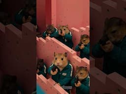 Cute Hamsters in the Squid Game World Part 8