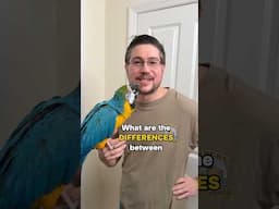 What Are the Biggest Differences Between Macaws and Other Parrots?