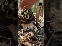 Morel (Morchella) Mushroom Tapping and Harvesting ASMR Compilation
