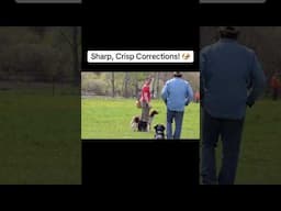 Make the correction mean something. #dogtraining #heel #dogtrainer #dogwalkingtraining #shorts