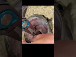 This Bass had a rat in it's mouth... #Jesus #GrayGang