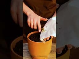 Casa, jardín… ¡y una selva de amor verde! Aprende a cultivarlas 💚