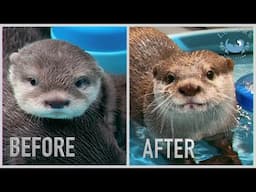 How is The Otter That was Afraid of Water Doing Now?