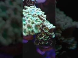 Underwater Flowers?!
