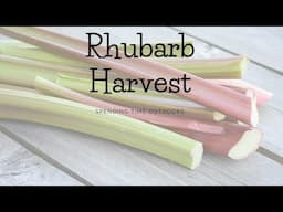 Rhubarb Harvest| Cooking outdoors| Allotment tour