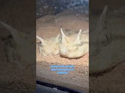 Mr. & Mrs. Desert Horned Viper cuddling