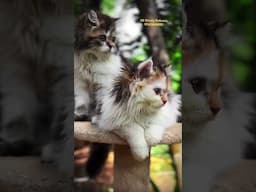 #mehrinscattery  #KittensOfKerala #DoubleCuteness #KittensOfInstagram #FluffyKittens #pets #cat