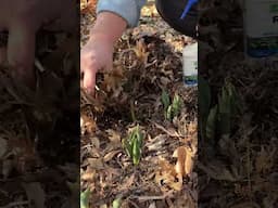How to Protect Tulips from Rabbits in Spring! 🐰🌷  #gardentips #tulipseason #springgardening