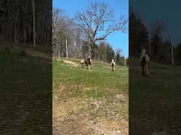 Fillys Reenact PETTICOAT JUNCTION💞 #horselover #equine #running