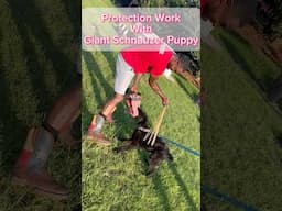 Working An Off Breed For Bitework