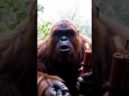 Bigfoot Makes Hiker Explode - #bigfootvlog