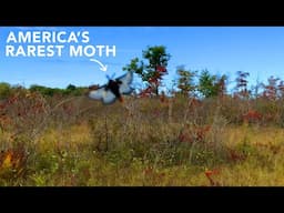 Searching for America's RAREST Moth REMASTERED