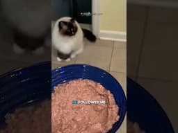 Kitty's Taste Test: Is RAWZ The New Favorite? 😻