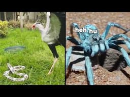 Best Animal Voiceovers - Ep. 79 (NEW)