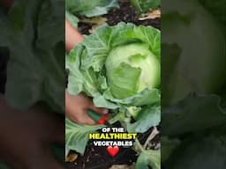Organic Cabbage Harvest  Healthy, Fresh Vegetables From Our Garden