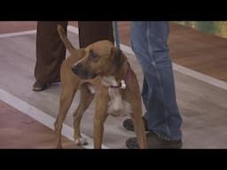 Pet Tails: Meet Tyga