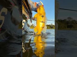 OÁSIS DA AMAZÔNIA!Você precisa conhecer esse lugar! #pescaria #johnnyhoffmannoficial #pescaesportiva