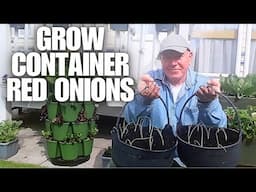 Growing container red onions from seedlings [Container Gardening ]