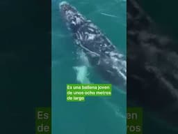 Australia busca a una ballena jorobada que lleva días enredada con una cuerda y una boya