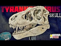 INCREDIBLE TYRANNOSAURUS REX SKULL! 2025 Star Ace Wonders of the Wild T rex Skull Unboxing & REVIEW!