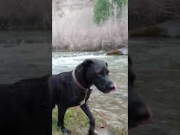 Throw me the stick