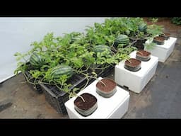 Discover How To Grow Watermelon In A Styrofoam Box Super Simple