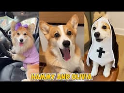 Hammy & Olivia Corgi Funny TikTok Video Compilations | Try Not to Laugh Challenge