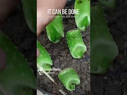 Aloe vera leaf propagation