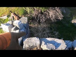 NEW old homestead found!  Metal detecting for old treasure.  Ep 339