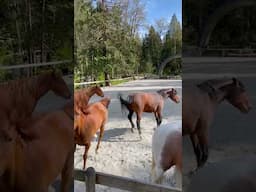 My Arabian Sounds Like A Squeaky Toy! #horses #funny #shortsfeed