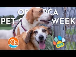 Outer Banks SPCA Pets of the Week: Camo and Faith!