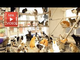 A sanctuary for 600 cats in Kenya is facing closure.
