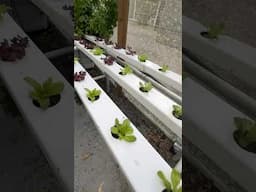 Home Grown