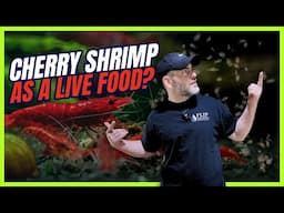 Is Feeding LIVE Food Ethical? 4 Types of Live Fish Food
