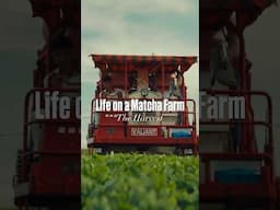 Living on a Matcha Farm: The Harvest #matcha #japan #farmlife #japaneseculture