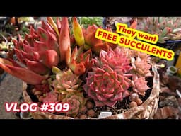 POV : On Giving FREE SUCCULENTS, Potting Up GROWN LEAVES  | VLOG #309- Growing Succulents with LizK