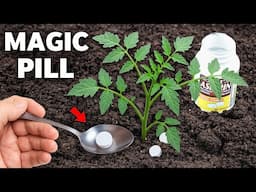 Magic Pill and Tomatoes Immediately Grow And Pruduce A Massive Harvest