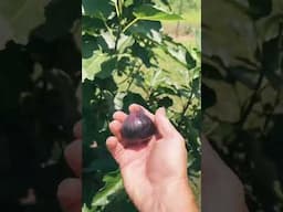 The BEST fruit to grow in the south #gardening #growhoss #growyourownfood  #shorts #youtube