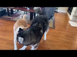 My chihuahua referees a much bigger dog match. 🤣🐾💙