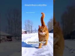 como cuando llamo a mi gatita y viene de volada! 🐈🐈‍⬛✨