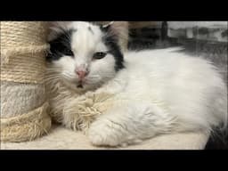 19 cats lives in the rented apartment stream