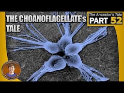 The Choanoflagellate's Tale