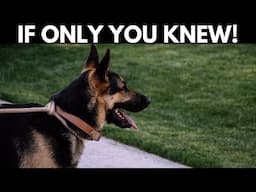 10 Things Your German Shepherd Wishes You Knew