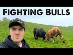 Bulls Going Toe To Toe | Poor Cattle Weight Gain But I Know Why