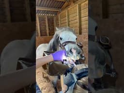 So do you have dental? My horses do!