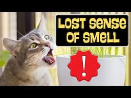 Is My Cat's Sense Of Smell Fading? (Worrying Signs + What To Do!)