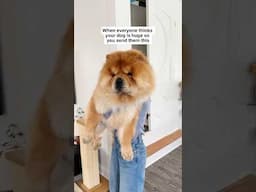 How big our Chow Chow ACTUALLY is